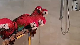 Parrot shop home delivery contact me 6265233138