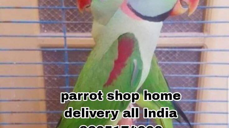 Parrot shop 9205174886 home delivery 🚚