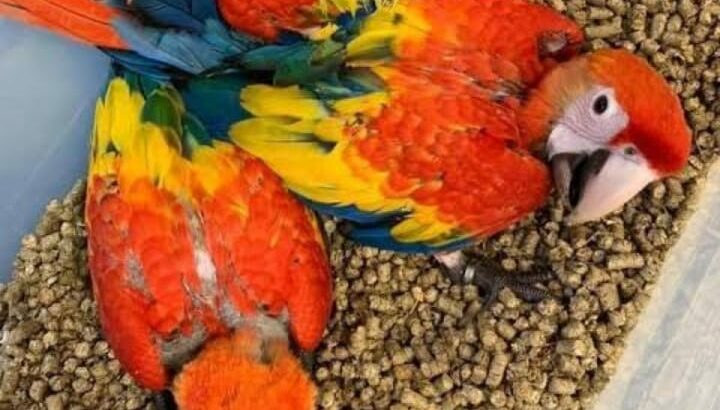 PARROT shop all India home delivery855891710 9 🚚