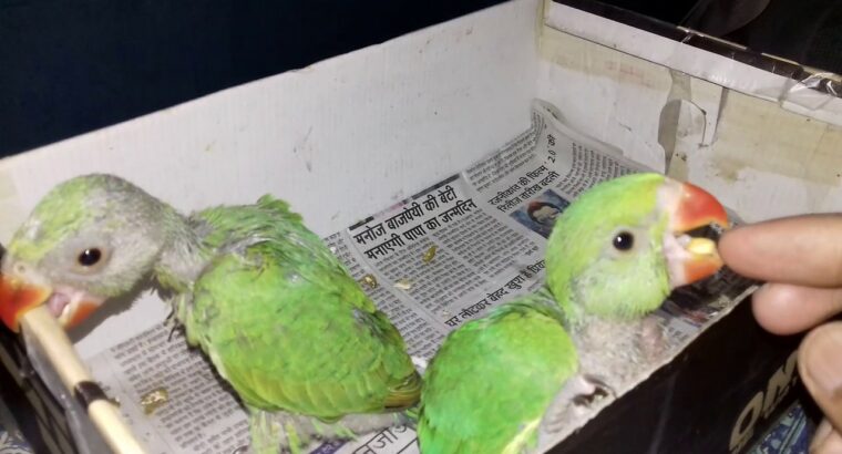 PARROTS SHOPE8558917109ALL INDIA DELIVERY 🚚🚚 🚚