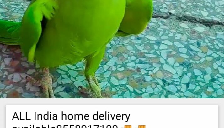 PARROT SHOP 8558917109ALL INDIA DELIVERY 🚚🚚