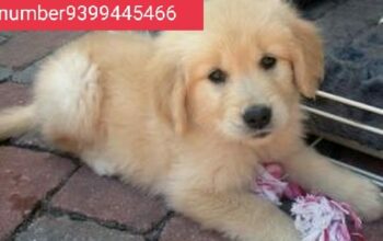 Dog shop home delivery 9399445466