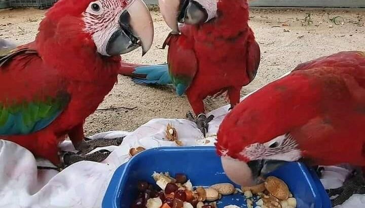 Parrot home delivery 9399445466