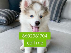 Dog shop home delivery 8602081704