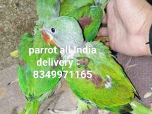 Parrot all India delivery 8349971165