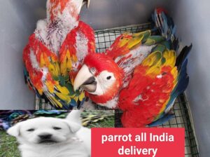 Free home delivery all India 8052694833