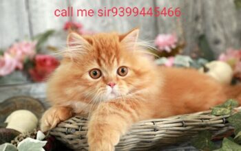 Cat shop home delivery 🚚 9399445466