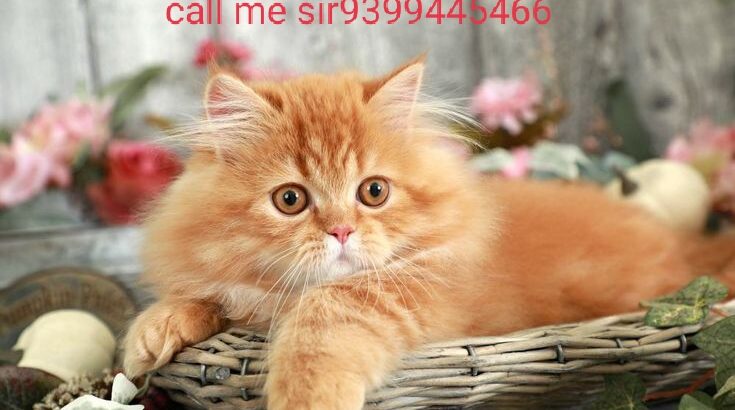 Cat shop home delivery 🚚 9399445466