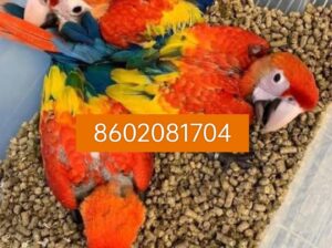 Parrot Shop home delivery all India 8602081704