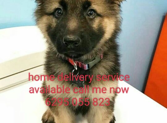 home delivery service available call me now 6295 0
