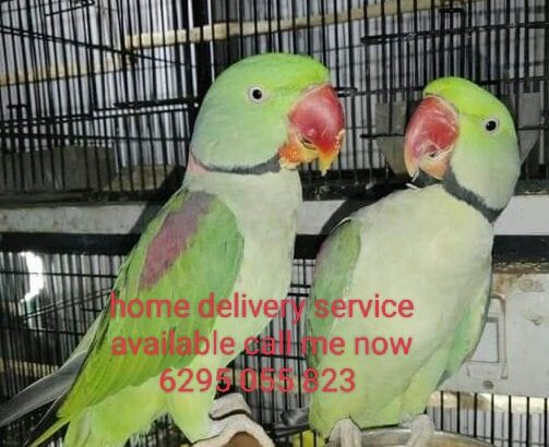 home delivery available call me now 6295 055823