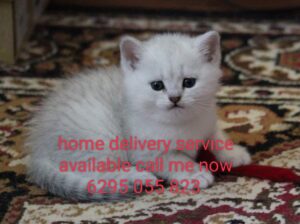 home delivery service available call me now 6295 0