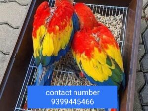 Pet Shop home delivery all India9399445466
