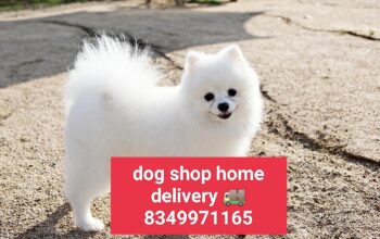 Dog shop home delivery 🚚8349971165
