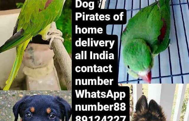 Parrot shop home delivery 8889124227