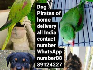Parrot Shop home delivery all India 8889124227
