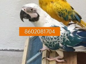 Pet Shop 8602081704 all India sale