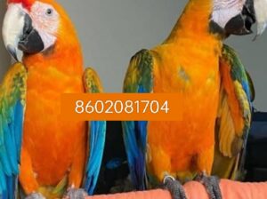 Pet Shop home delivery all India 8602081704