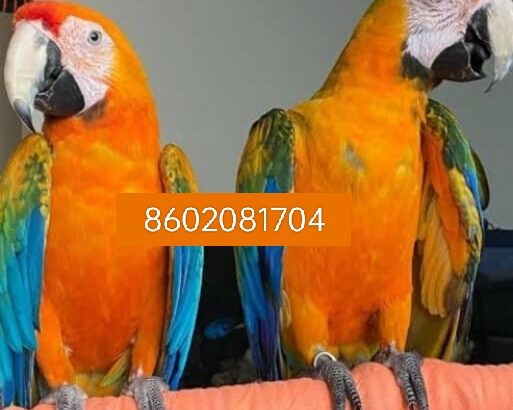 Pet Shop 8602081704 all India sale