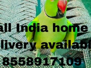 All India home delivery available 8558917109
