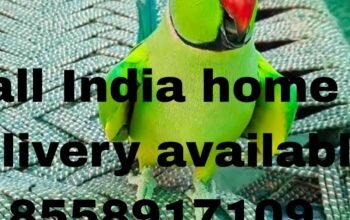 All India home delivery available 8558917109