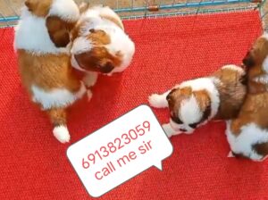Omran puppy all India delivery 🚚 ok
