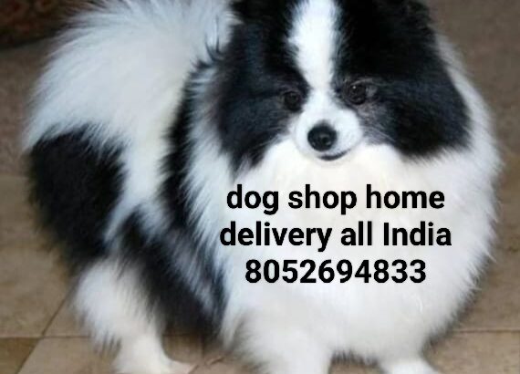 Dog shop home delivery 🚚 8052694833