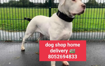 Dog shop home delivery 🚚 8052694833