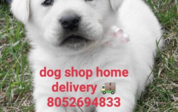 Dog shop home delivery 8052694833