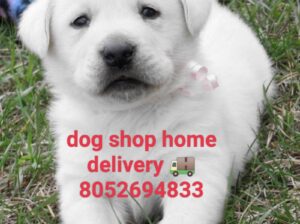 Free home delivery all India 8052694833
