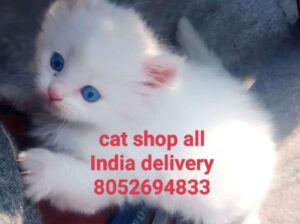 Cat shop all India delivery 🚚 8052694833
