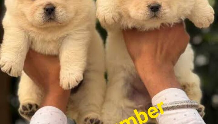 Dog sale 9889059428 all India home delivery 🚚