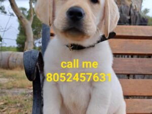Dog market 8052457631 home delivery