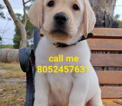 Dog market 8052457631 home delivery