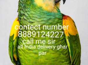 . Pet Shop home delivery contact number8889124227