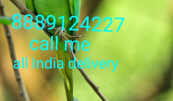 Parrot shop delivery all India