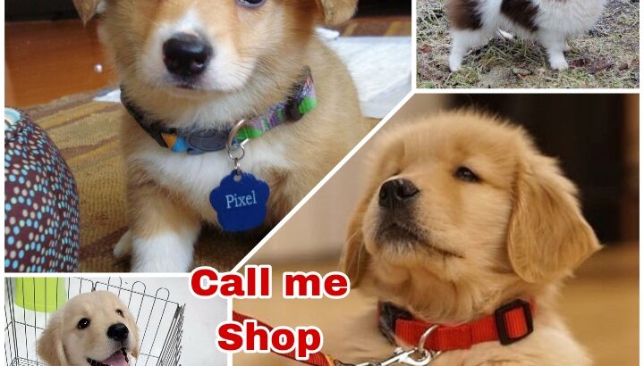 Dog shop home delivery 8602081704