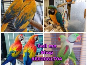 Parrot Shop all in the delivery 8602081704