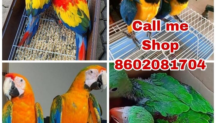Parrot Shop all in the delivery 8602081704