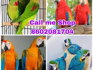 Parrot Shop home delivery all India 8602081704