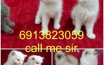 Cat 6913823059