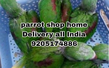 Parrot shop home Delivery all India ra