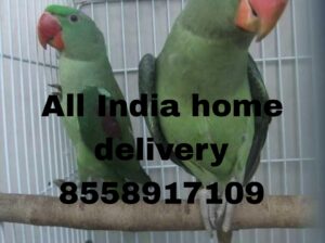 PARROT SHOP ALL INDIA DELIVERY 8558917109