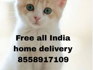 All India FREE Home Delivery