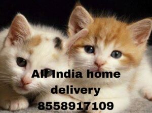 All India home delivery available