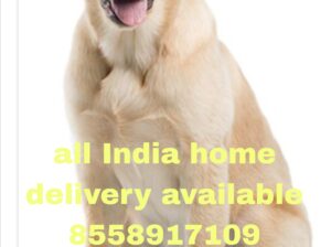 Free home delivery all India
