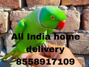 All India home delivery available