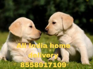 All India home delivery