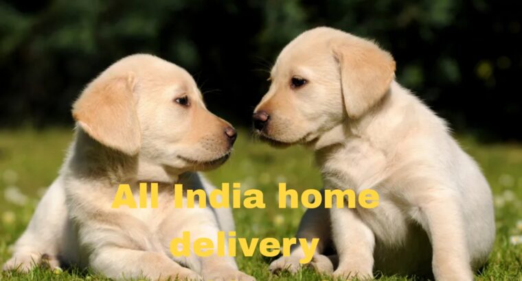 All India home delivery