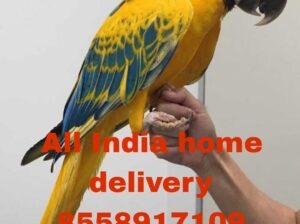 Parrot shop all India dilevery 8558917109
